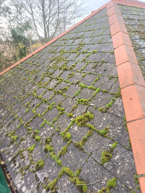 Close-up of roof covered in moss before washing by The Roof Moss Cleaners